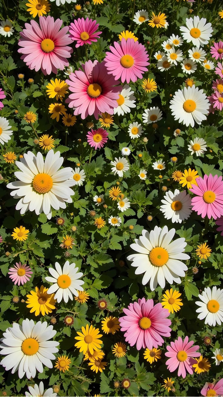 WhatsApp Image 2026-03-24 at 18.53.40